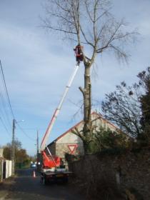 Abattage peuplier nacelle