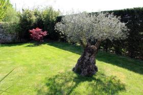 Plantation Olivier 150 ans - 2017